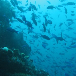 Tobago Reef