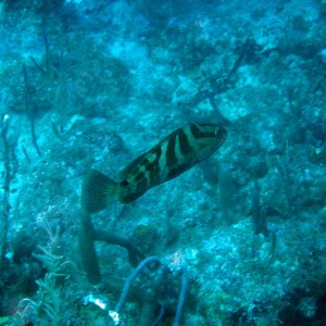 Nassau grouper