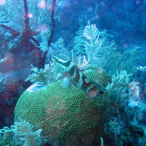 Nassau grouper