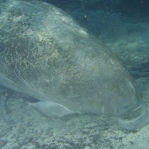 Manatees - Crystal River Florida