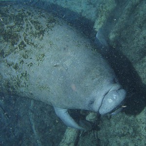 Manatees - Crystal River Florida