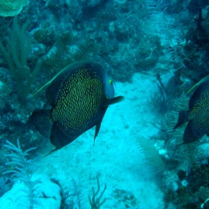 French angelfish