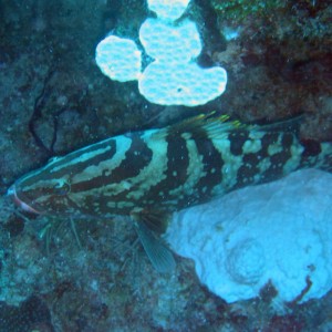 Nassau grouper