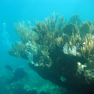 Corals