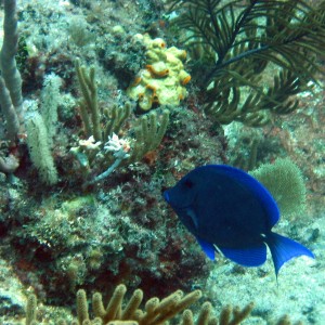 Blue tang