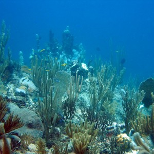 Corals