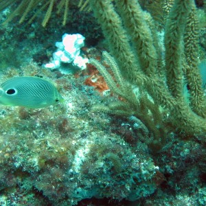 Butterflyfish