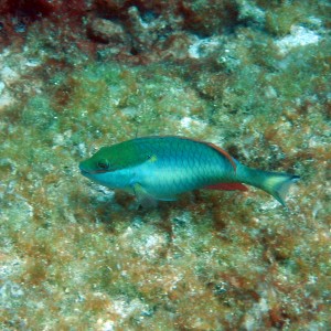 parrotfish