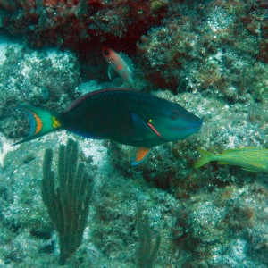 parrotfish