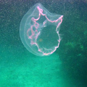 Jellyfish