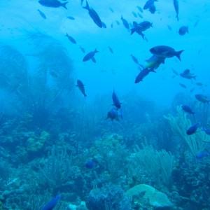 Typical Tobago reef scene