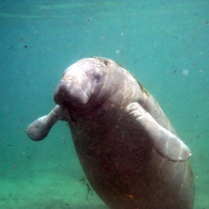 Crystal river baby manatee photo by Jesse L.