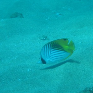 Butterfly_fish