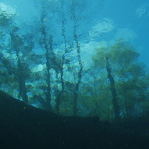 Manatee Springs - Catfish Hole - Chiefland Florida