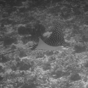 B&W Spotted Eagle Ray