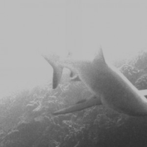 Reef shark