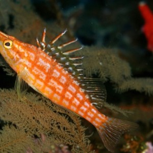 Hawkfish