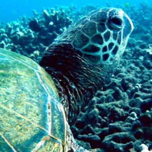 Green Sea Turtle