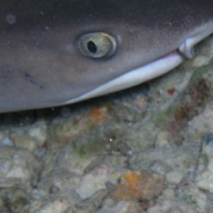 Reef Shark