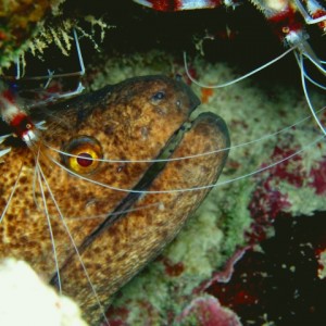 Moray with Shrimp