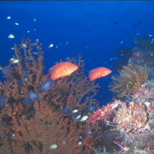 Coral Groupers & Damsel Fish