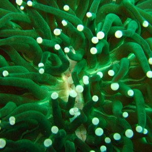 white eel inside a green anemonie