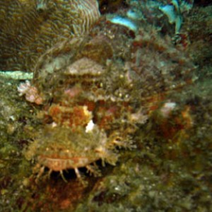 scorpion fish