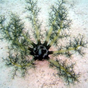 Sea Cucumber (Neothyonidium Magnum)