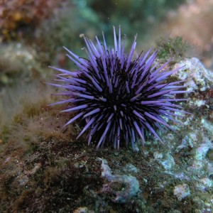Sea Urchin - Santa Cruz Island, CA