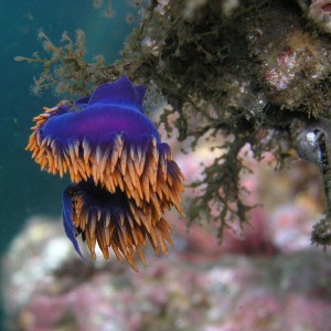 Nudibranch - Macro - Santa Cruz Island, CA