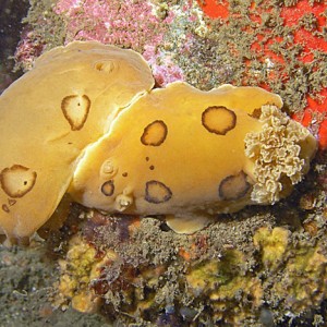 Mating Nudibranchs