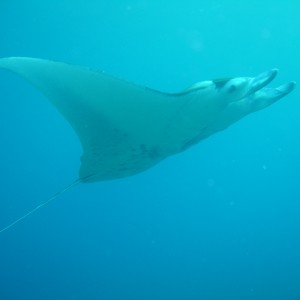 Manta at the Andaman Islands