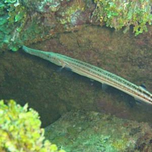 Trumpetfish