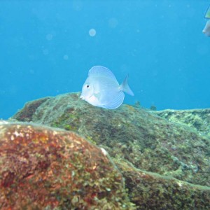 Blue tang