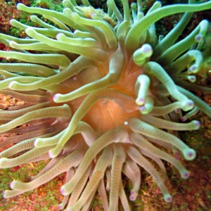 Anemone