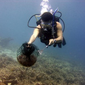 Reef clean-up