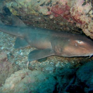 Nurse Shark