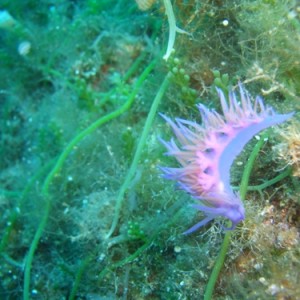 Sea_slug2