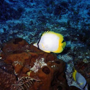 Spotfin Butterfly Fish