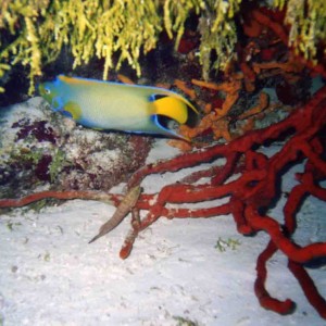 Elusive Queen Angel Fish