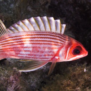 Longspine_Squirrelfish.jpg