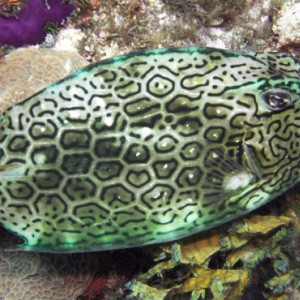 Honeycomb_Cowfish.jpg