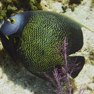 French_Angelfish.jpg