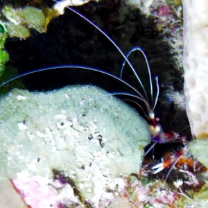 Banded_Coral_Shrimp.jpg