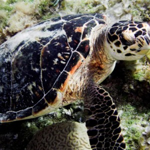 Green_Sea_Turtle_2.jpg