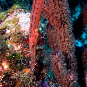 Trumpetfish.jpg