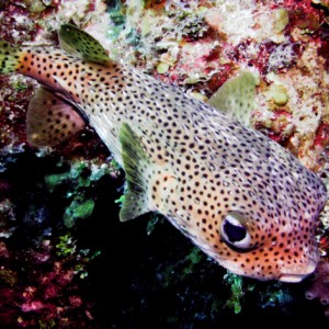 Porcupinefish.jpg