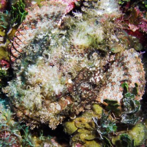 Spotted_Scorpionfish_2.jpg