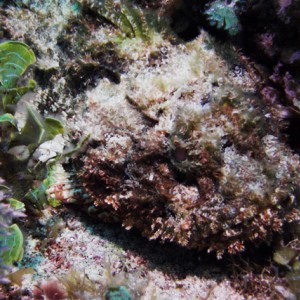 Spotted_Scorpionfish.jpg