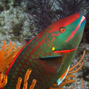 Stoplight_Parrotfish.jpg